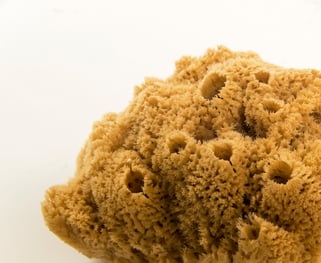 iStock-636103866 Natural Sea Sponge HD