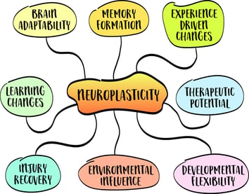 neuroplasticity, brains ability to adapt and reorganize itself by forming new neural connections throughout life, iStock-2068951965